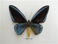 藏品(綠鳥翼蝶)的圖片